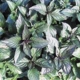  7,8 g Canela Orgánica albahaca Semillas Semillas 4000 ~ hace grandes Pesto NO OGM