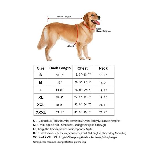 Вес лабрадора в 5 месяцев. Лабрадор ретривер параметры породы. Лабрадор собака размеры. Лабрадор собака размеры. Лабрадор ретривер вес.