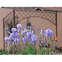 Suchergebnis auf Amazon.de für: pergola metall