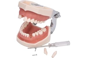 ANNWAH Dental Typodont Teeth Model,Completely Detachable Teeth Model Suitable for Teaching,Practice and Study,Come with a Small Screwdriver
