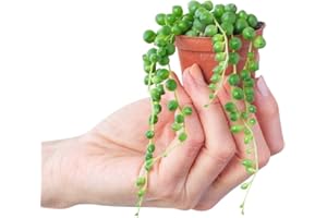 PLNTS - Baby Senecio Rowleyanus - Plantes d'intérieur - Decoration chambre - Accessoires de décoration intérieure - Pot 6cm - Hauteur 10cm