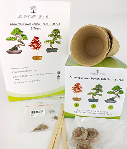 3x BONSAIBAUM SAMEN SET – Züchten Sie ihre eigenen Bonsaibäume – Geschenkset. Bonsaisamen, Pflanztöpfe, Messstäbchen, Anleitung. Japanische Rotkiefer (Pinus Densifora) Amerikanischer Amberbaum (Liquidambar Styraciflua) Rot-Ahorn (Acer Rubrum) - 3
