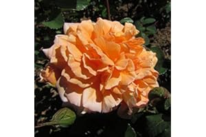 GORGEOUS GARDEN ROSES Dame Judi Dench - 5.5lt Potted, David Austin Roses - English Shrub Garden Rose - Scented Apricot Orange Blooms, Repeat Flowering