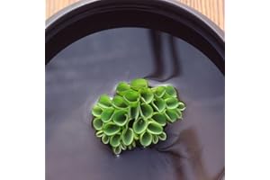 Haloppe 100 Pz Semi di Piante per la Piantagione del Giardino di Casa, Semi di Piante Giacinto D'acqua Pistia Hottonia Ludwigia Pond Decor E