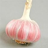 100pcs ajo Semillas rojas y bonsai saludable semillas de plantas raras de bricolaje Cebolla Ajos Vegetable Seeds Muy fácil crecer en Casa y Jardín Violeta