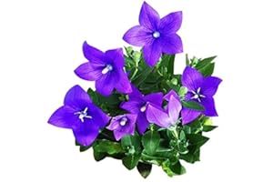 EYSII Blue Platycodon Seeds 50+ Balloon Flower Blue Platycodon Grandiflorus Plant Perennial Grandiflorus Flower Seeds for Home Yard and Garden