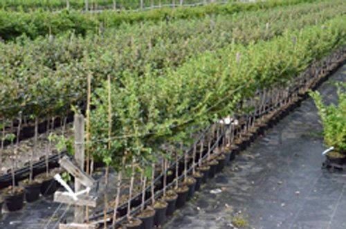 Hinnonmäki rot, Stachelbeere Fußstamm, aromatisch, platzfest, ca. 50 cm Stamm im 3-4 Liter Topf - 3