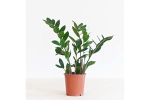 BloomPost Zamioculcas Zamiifolia - P12 - 35cm Hauteur - Plantes d'intérieur - Purification de l'air - Facile d'entretien - Frais de l'éleveur