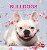 Bulldogs Postkartenkalender 2015 by