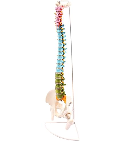 Colonna Vertebrale classica modello anatomico 3B Scientific A58 1