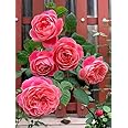 Aiden Gardens Lotus Climbing Rose Plant - Attractive, Fragrant, Gorgeous DIY Garden Flower 1 Grafted Rose Plant