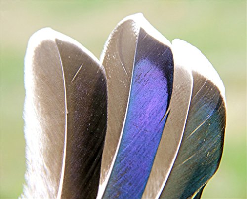 ERGEOB Natürliche Haarstockente federn geflügel grün Stockente Ente Federhaar 8-13 cm (3-5 Zoll) Länge - 4