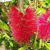 Callistemon Semillas Graines Germination El Mejor - 