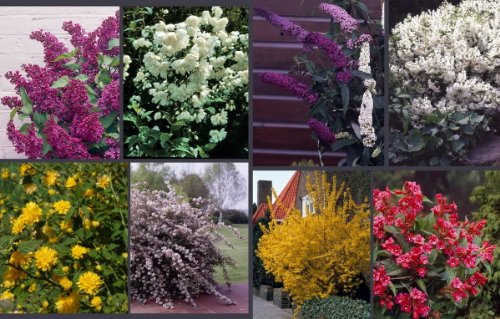 Preiswertes Blütensträucher-Sortiment, bestehend aus: Deutzia magnifica rosa, Kerria gelb, Philadelphus Schneesturm, Weigelia Bristol Ruby rot, Syringa vulgaris, Buddleia Royal Blue, Forsythia gelb, Deutzia scabra plena weiß