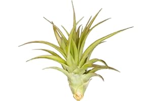 ALLTERRA Tillandsia brachycaulos abdita ca. 15 cm hoch