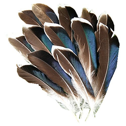 ERGEOB Natürliche Haarstockente federn geflügel grün Stockente Ente Federhaar 8-13 cm (3-5 Zoll) Länge - 2