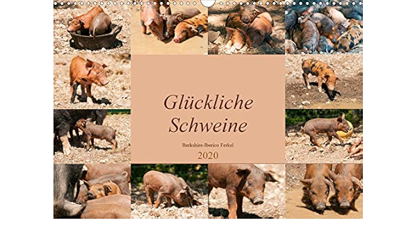Gluckliche Schweine Berkshire Iberico Ferkel Wandkalender Din A3 Quer Lustiger Alltag Frohlicher Schweinchen Monatskalender 14 Seiten Calvendo Tiere Bolts Meike Amazon De Bucher