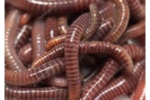 ECOLOMBRIZ 2000 LOMBRICES ROJAS CALIFORNIANAS 40% ADULTA (2000)