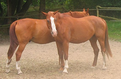 KOMPOSTWÜRMER – 1000 Stück/Eimer – Kompost-Starter Regenwürmer – Eisenia Kompostwurm lebend aktiv – Würmer für Garten & Kompostierung Kompost Komposter Wurmkomposter Wurmkiste Wurmfarm Komposttoilette - 9