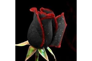 LAMPHLE 50 pezzi/confezione rara rosa nera con semi di bordo rosso semi di piante da giardino per la casa per piantare giardini