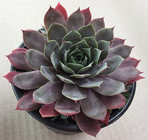 Sempervivum 'Twilight Blues ', Hens and Chicks, House Leek, Succulent in a 10.5cm pot