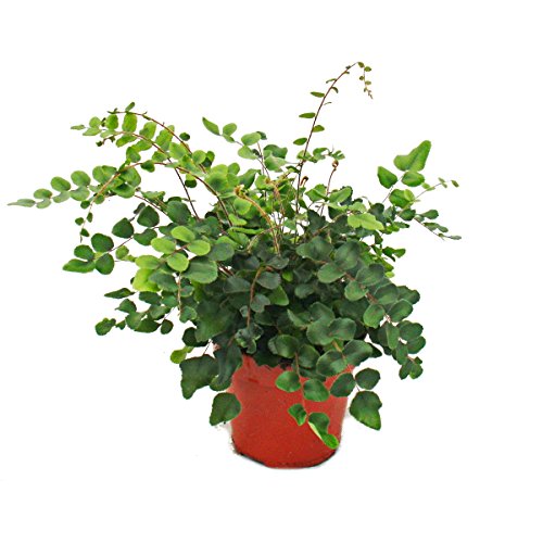 Farn - 3er Set - bestehend aus 3 besonderen Farn-Arten 12cm Topf - 