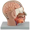King Mariot Medical Equipments Life Size Human Head Dissection Model Display 37 Parts Includes internal structure of the cerebrum with Product Manual Biology Anatomy Model Laboratory