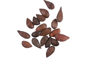 PERZOE 10 piezas de semillas de aguacate, fruta verde Persea Americana Home Garden Plant fácil de cultivar Semillas de Aguacate