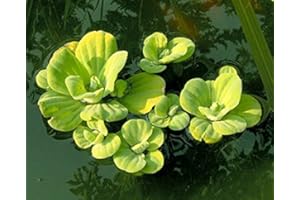 ZAC Wagner 2 St. Muschelblume (Pistia stratiotes) - Teichpflanzen Teichpflanze Schwimmpflanzen