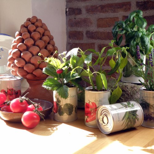 Blumen in der Dose – Lavendel - 4