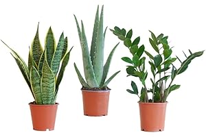 Boîte d'entretien facile BloomPost - Plantes d'intérieur - Facile à entretenir - Plantes d'intérieur - Facile à cultiver - Plantes de bureau - Idéales pour un air pur