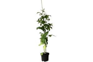 Himbeere Glen Ample sommertragend dornenlos großfruchtig lecker ab 60 cm Pflanze im 3 Liter Topf