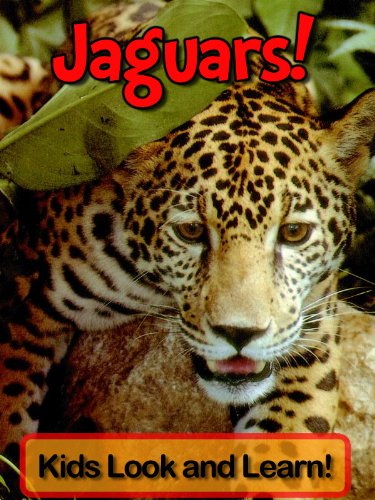 Download Jaguars! Learn About Jaguars and Enjoy Colorful Pictures - Look and Learn! (50+ Photos of Jaguars)