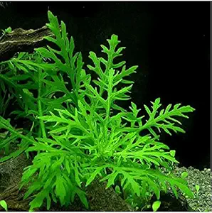 PREMIER PLANTS Aquarium LIVE Plants -Water Wisteria (Hygrophila Difformis)