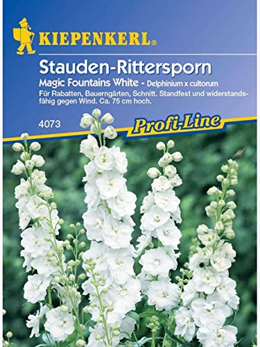 Delphinium x cultorum Rittersporn Magic Fountains White weiss