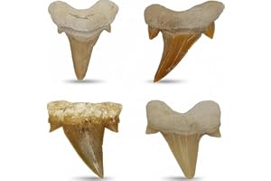 Kall present 4 riktiga fossilhajtänder (ca 40 miljoner år) i presentförpackning – naturlig urtid, fossiler från Marocko – han