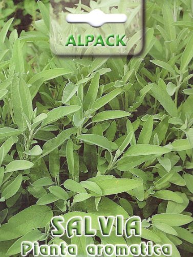 Premier Seeds Direct IPP41 0.40 g Italian Sage Pictorial Packet Seeds (Pack of 42)