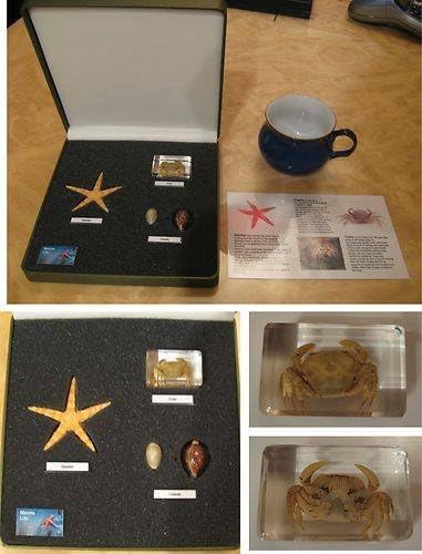 Marine real insects and nature collection crab starfish in quality gift display case