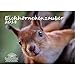 Produktbild Premium Kalender 2018 · DIN A3 · Eichhörnchenzauber · Eichhörnchen · Wald · Tier · Edition Seelenzauber