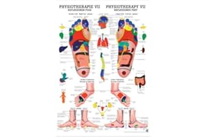RDIGER- ANATOMIE GMBH Ruediger Anatomie MIPOPHYSVIILAM Reflexzonen Fuß Tafel, 24 cm x 34 cm, laminiert