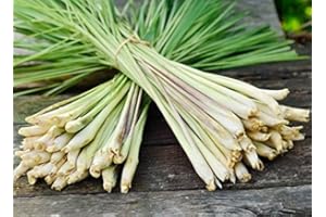 LEGUTKO Semillas de hierba de limón - Cymbopogon citratus