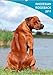 Rhodesian Ridgeback 2014 (Wandkalender 2014 DIN A4 hoch): Wandkalender 2014 (Monatskalender, 14 Seiten) by