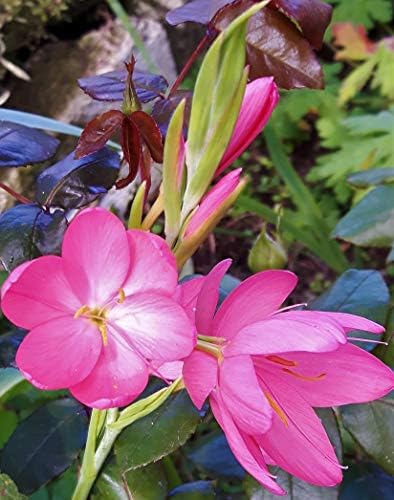HESPERANTHA/SCHIZOSTYLIS/Flag Lily/Kaffir Lily 'FENLAND Daybreak' MID Pink Autumn Flowering Perennial in 9CM Pot