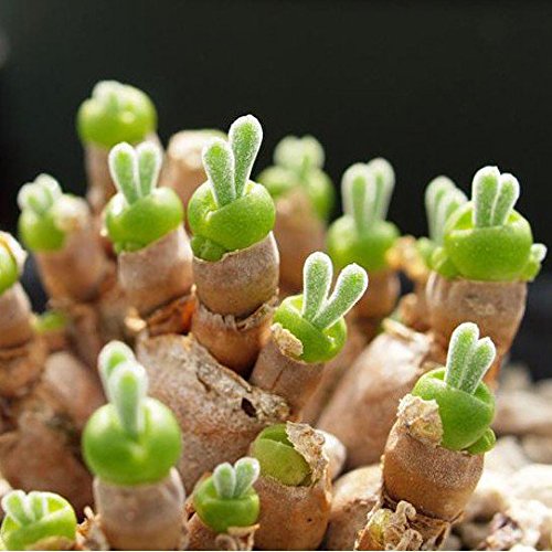 Monilaria moniliforme - Lithops - Lebende Steine - 20 samen