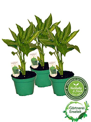 <br />
<b>Notice</b>:  Array to string conversion in <b>/homepages/17/d913902797/htdocs/wp-content/themes/hug24/single-ama_produkt.php</b> on line <b>48</b><br />
Array