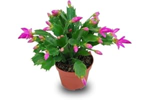 Verdecora Planta natural Ripsalis - Schlumbergera - Cactus de Navidad - Santa Teresita - planta de navidad natural (Maceta 9cm)