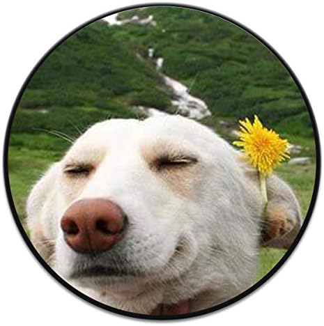 Cheap Pop Out for Mobile Phone, Expanding Pop Grip Mount Holder Stand Sockets for iPhone X,Smartphones and Tablets - Daisy In Dog Black