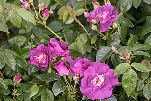 Rhapsody in Blue® – Container Rose im 4 ltr. Topf - 2