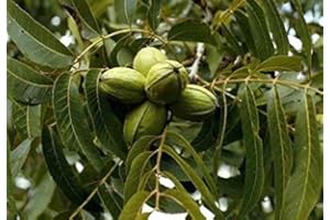 PERAGASHOP 1 planta de nogal Pecan Juglandacee.