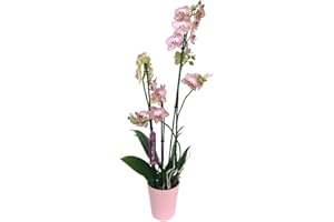 GARDEN CENTER SHOP BY VM ORCHIDÉE NATUREL PHALAÉNOPSIS ROSE VETEE 75 cm 2-3 TAILLES M12